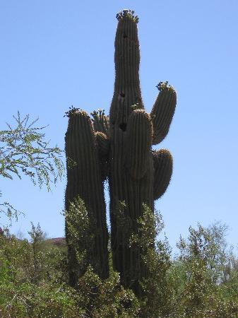 Phoenix Hayvanat Bahçesi